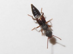 Rugilus rufipes