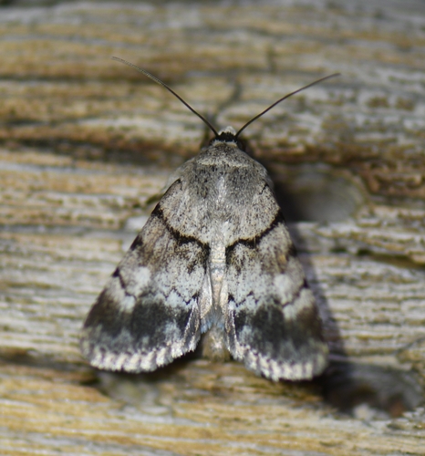 iNaturalist observation photo of Sympistis buto
