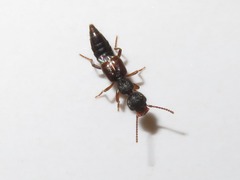 Rugilus rufipes