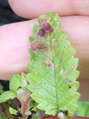 Tetraneura
