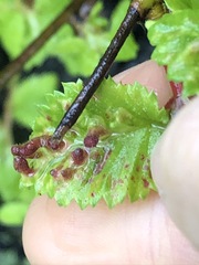 Tetraneura
