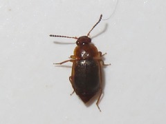 Anthobium unicolor