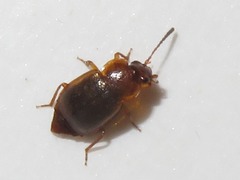 Anthobium unicolor