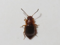 Anthobium unicolor