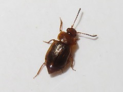 Anthobium unicolor