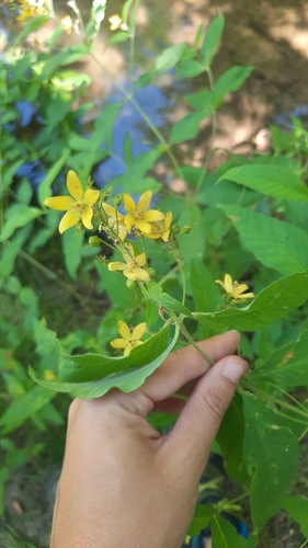 Yellow Loosestrife