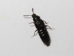 Aleochara