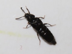 Aleochara