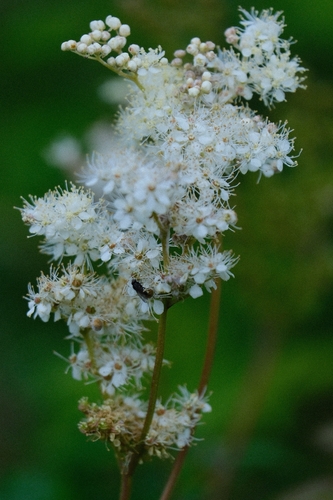 Meadowsweet