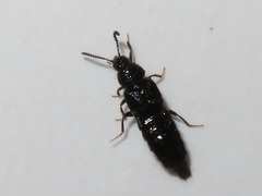 Aleochara