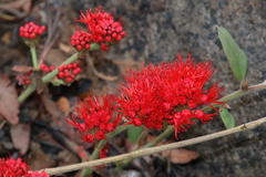 Combretum platypetalum
