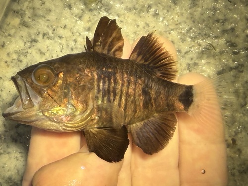 Black cardinalfish (Apogonichthyoides niger) — Apogonidae — 3