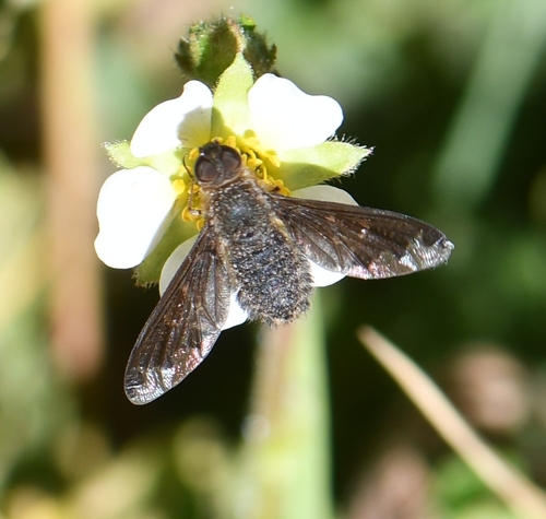 iNaturalist observation photo of banded bee flies