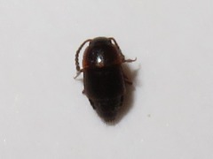 Tachinus corticinus