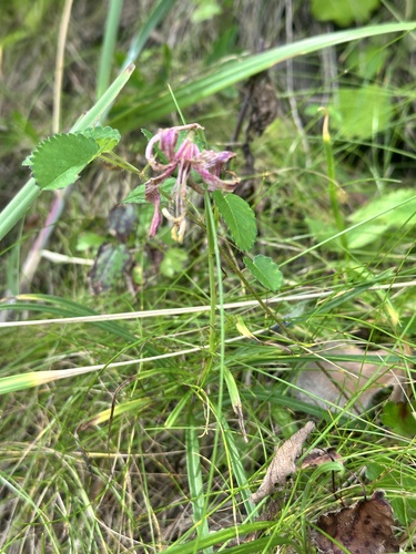 Lilium cernuum, photograph 1