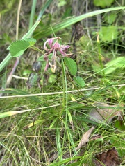 Lilium cernuum
