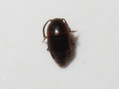 Tachinus corticinus