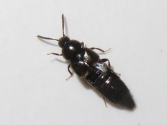 Aleochara
