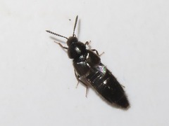 Aleochara