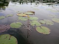 Utricularia radiata image