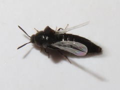 Aleochara