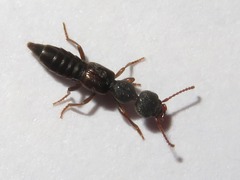 Rugilus rufipes
