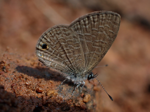 Tailless Lineblue