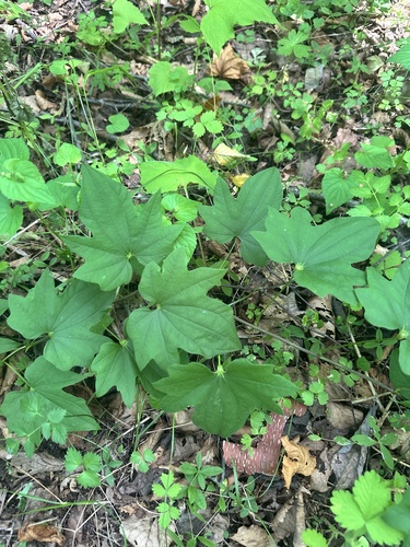 Dioscorea nipponica, photograph 3