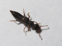 Rugilus rufipes