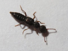Rugilus rufipes