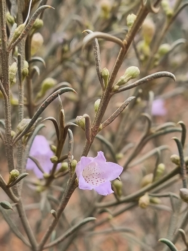 Eremophila scoparia, photograph 5