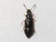 Omalium rivulare