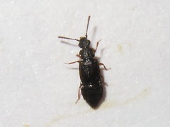 Omalium rivulare