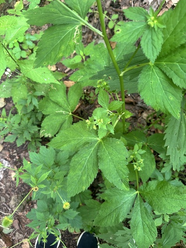 Sanicula chinensis, photograph 2