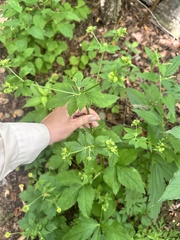 Sanicula chinensis