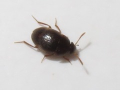 Leiodidae