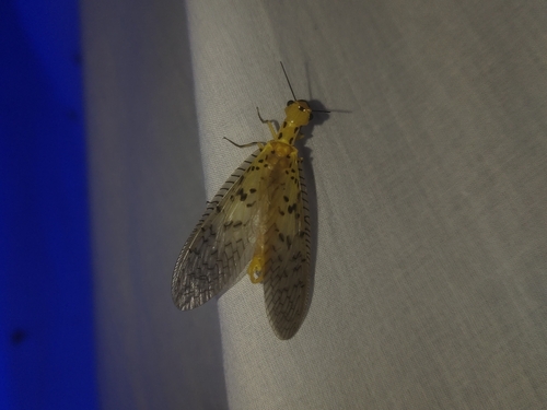 Nevromus austroindicus photo 5