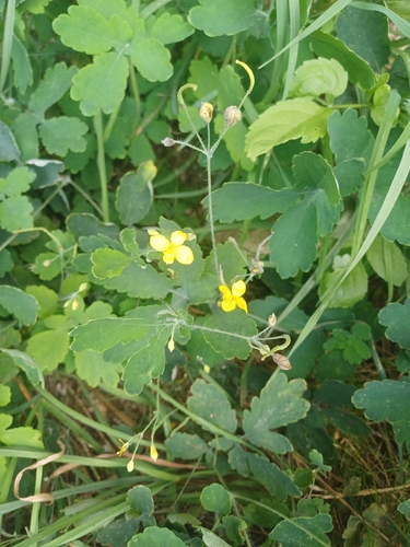 Greater celandine