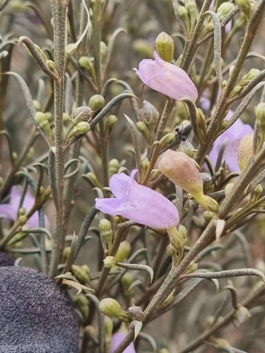 Eremophila scoparia, photograph 6