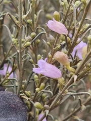 Eremophila scoparia, photograph (c) Malcolm Simard, some rights reserved (CC BY)
