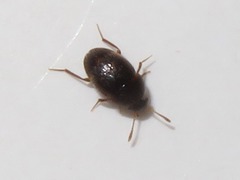 Leiodidae