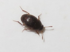 Leiodidae