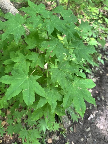 Acer pictum, photograph 5