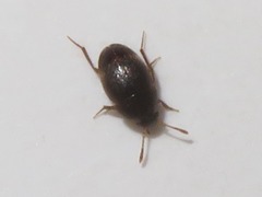 Leiodidae