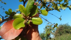Terminalia buceras