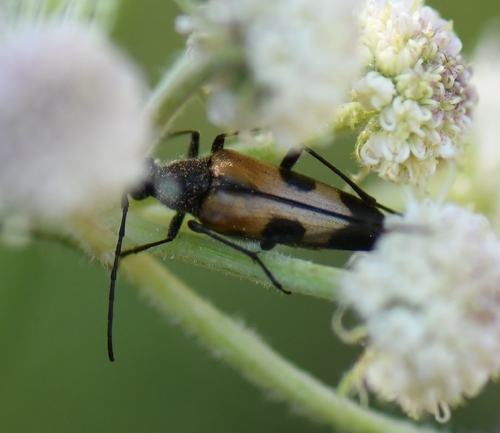 iNaturalist observation photo of Etorofus