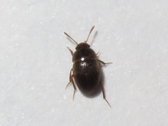 Leiodidae