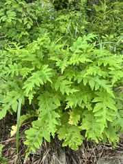 Saussurea pulchella, photograph (c) Tatyana Petrenko, some rights reserved (CC BY)