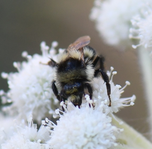 iNaturalist observation photo of Bumble Bees
