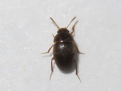 Leiodidae